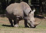 White Rhino
