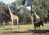 Five giraffes and a zebra