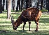 Bongo