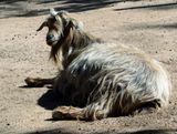Hairy Goat