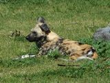 African wild dog