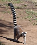 Ring-tailed Lemur