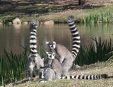 Three ring-tailed lemurs