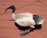 Ibis
