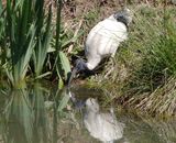 Ibis