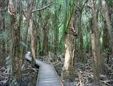 Boardwalk through a swamp