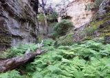 Bracken in a gorge