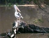 One pelican on watch