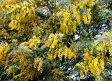 Acacia baileyana