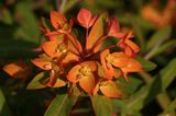 Euphorbia griffithii Fireglow 