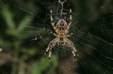 Araneus diadematus <br>European garden spider <br>Kruisspin