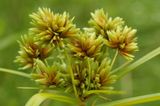 Cyperus eragrostis <br>Tall flatsedge <br>Bleek cypergras