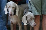 Weimaraner