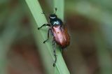 Phyllopertha horticola <br>Garden chafer <br>Johanneskever of Rozenkever