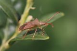 Gonocerus acuteangulatus <br>Box bug<br> Smalle randwants