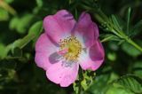 Rosa canina <br>Dog rose <br>Hondsroos