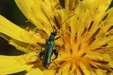 Oedemera nobilis <br>False oil beetle<br>Fraaie schijnbok 