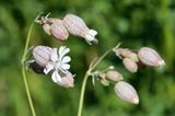 Silene vulgaris <br>Bladder campion <br>Blaassilene