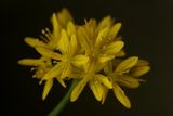 Allium moly <br>Yellow garlic <br>Goudlook