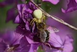 Misumena vatia <br>Goldenrod crab spider <br>Gewone kameleonspin