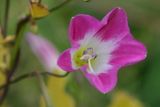 Convolvulus arvensis<br>Field bindweed<br>Akkerwinde
