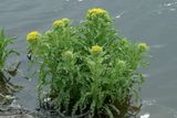 Tephseris palustris<br>Marsh fleawort <br>moerasandijvie 