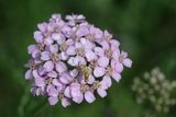 Achillea millefolium <br>Common yarrow <br>Gewoon duizendblad