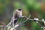 Colibri casqu