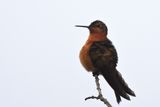 Colibri tincelant