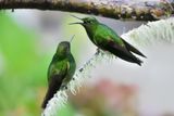 Colibri flavescent