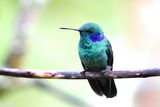 Colibri cyanote