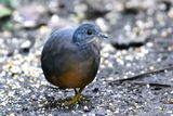 Tinamou soui