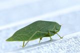 Genre Stilpnochlora