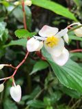 Begonia guaduensis