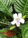 Ruellia tubiflora