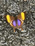 Marpesia corinna