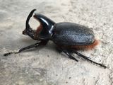 Genre Heterogomphus