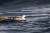 Phalarope  bec large