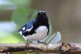 Paruline bleue