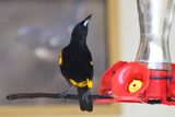 Oriole de Cuba