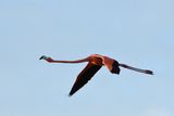 Flamant des Carabes