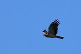 Aigle bott