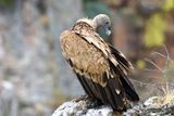 Vautour fauve