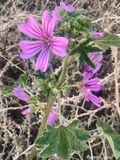 Mauve ou Lavatre