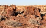Early morning sun on chunks of petrified wood along the Long Logs Trail in Petrified Forest NP