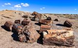 Large sections of petrified wood on a hill along the Crystal Forest Trail in Petrified Forest NP