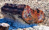 Color saturated petrified log along the Crystal Forest Trail in Petrified Forest NP