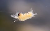 Silkworm along the Wilderness Road Trail in Cumberland Gap NHP