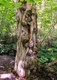Dead cedar tree trunk in the old growth cedar forest in Sleeping Bear Dunes NL