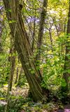 Cedar trees in the old growth cedar forest in Sleeping Bear Dunes NL